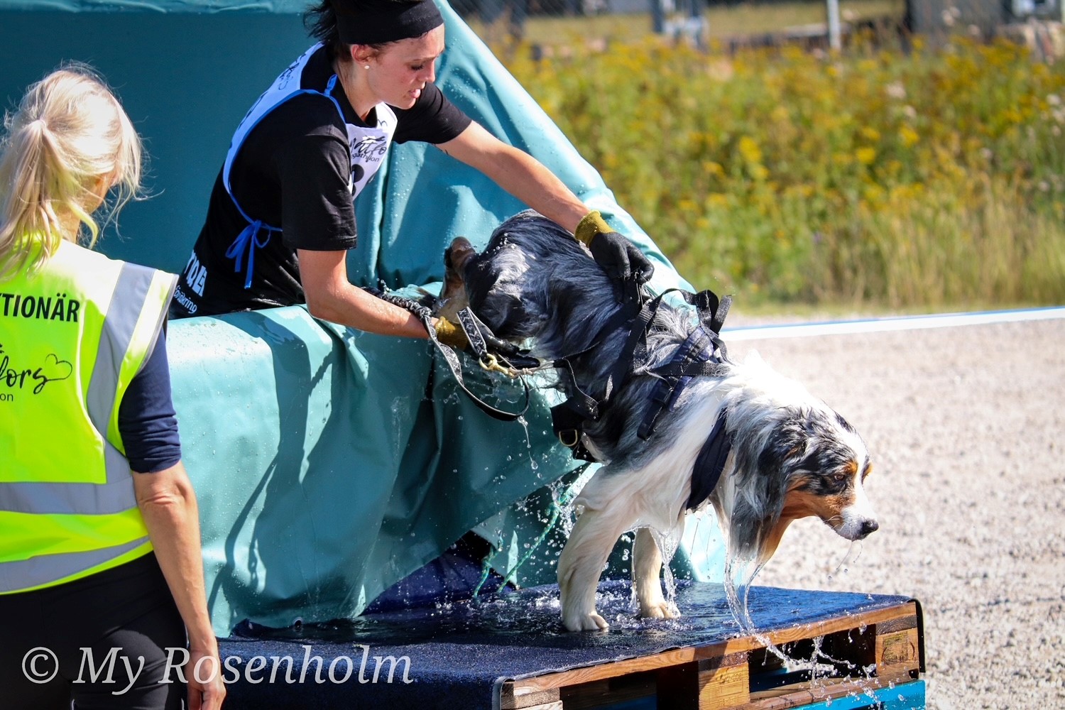 Dogathlon3