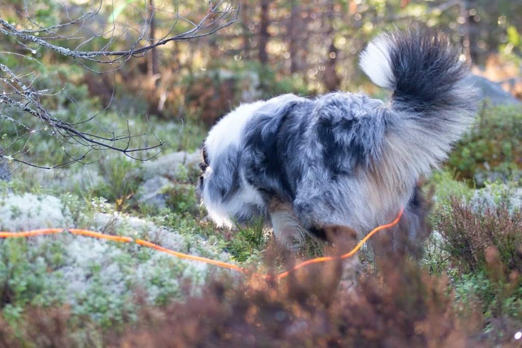 Viltspår